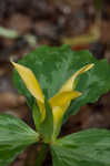 Yellow trillium